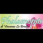 phalaenopsis-fioreria