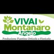 vivai-montanaro-angelo-produzione-piantine-orticole-e-floricole