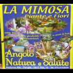 la-mimosa-piante-e-fiori---articoli-da-regalo