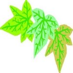 le-foglie-di-lorien