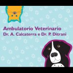 ambulatorio-veterinario-dei-dottori-calcaterra-e-ditrani