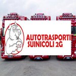 autotrasporti-suinicoli-2-g