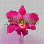 l-orchidea