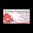 orchidea-piante-e-fiori