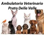 ambulatorio-veterinario-prato-della-valle