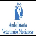 ambulatorio-veterinario-morianese